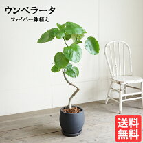 楽天市場】ウンベラータ 9号の通販