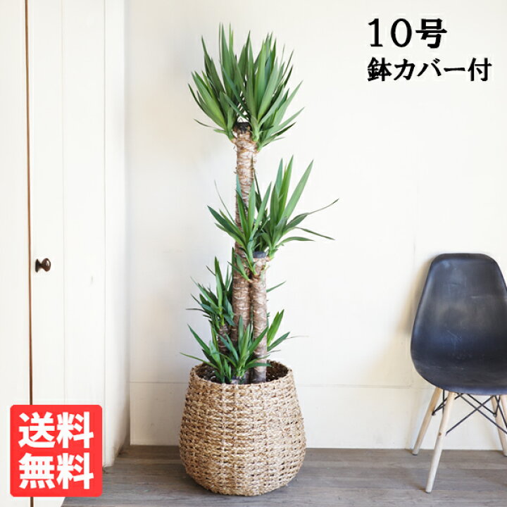楽天市場】観葉植物 大型 ユッカ エレファンティペス 10号 法人様送料 