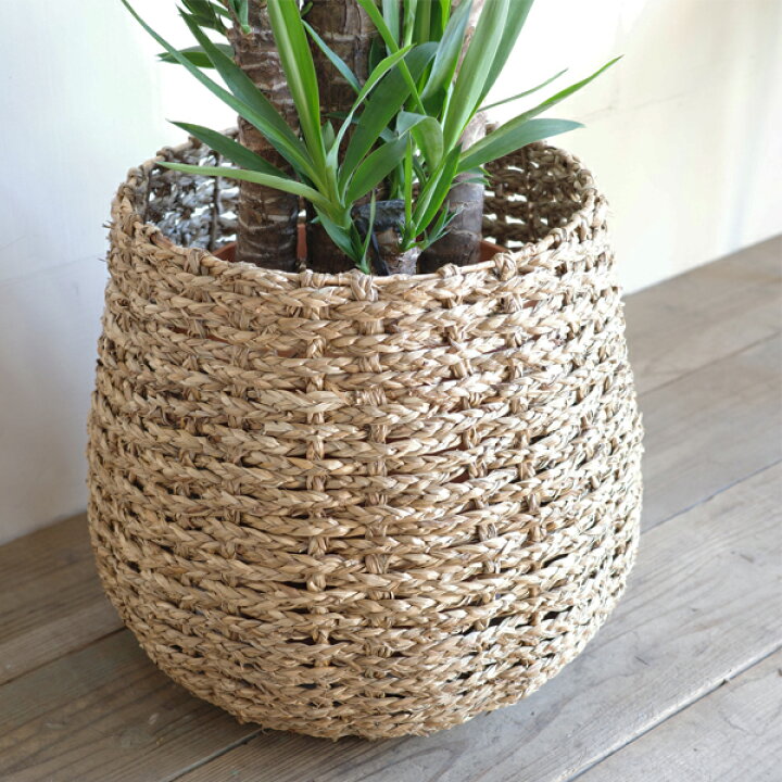 楽天市場】観葉植物 大型 ユッカ エレファンティペス 10号 法人様送料 