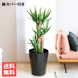 bJ N̖ 8 X^CbVȍFJo[t  ɋ ϗtA  ^ ^ CeA