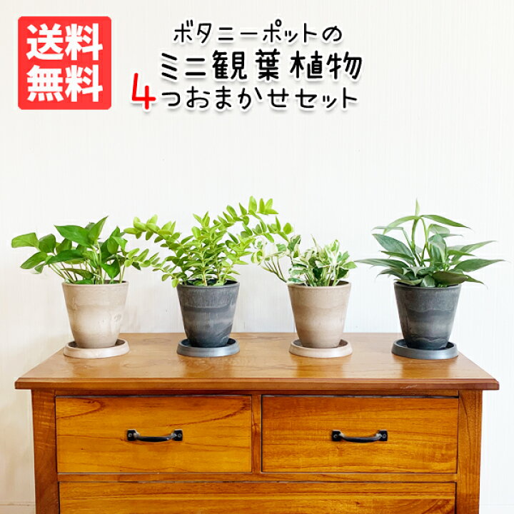 楽天市場】観葉植物 小さい セット 本物 ミニ 4鉢セット お試し 特価 