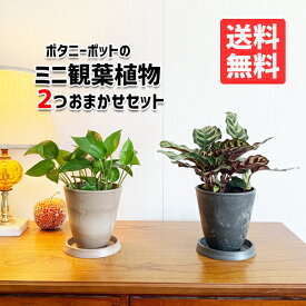 観葉植物 小さい セット 本物 ミニ 2鉢セット お試し 特価 お買い得 ボタニ―ポット植えの小型 小鉢 ミニサイズ インテリア