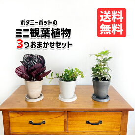 観葉植物 セット 本物 ミニ 3鉢セット お試し 特価 お買い得 ボタニ―ポット植えの観葉植物 小型 小鉢 ミニサイズ インテリア