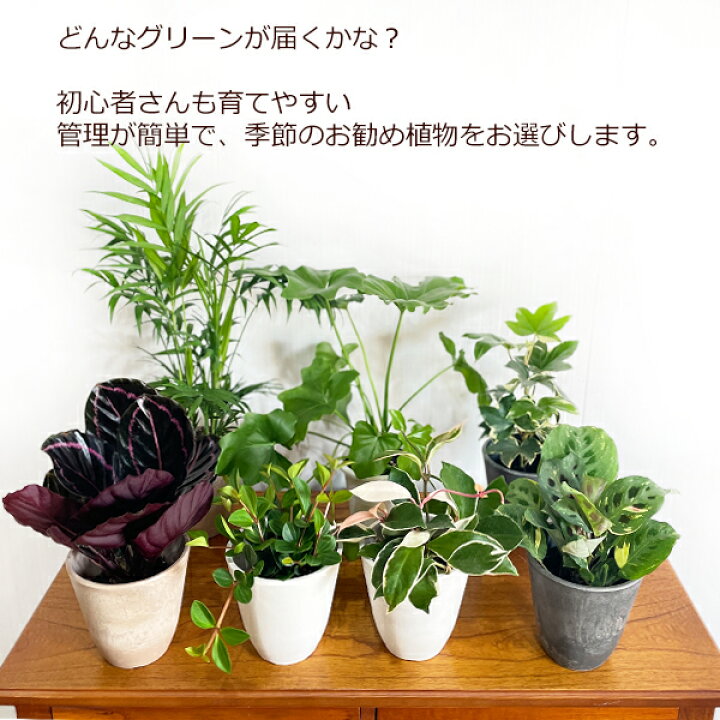 楽天市場】観葉植物 小さい セット 本物 ミニ 3鉢セット お試し 特価 