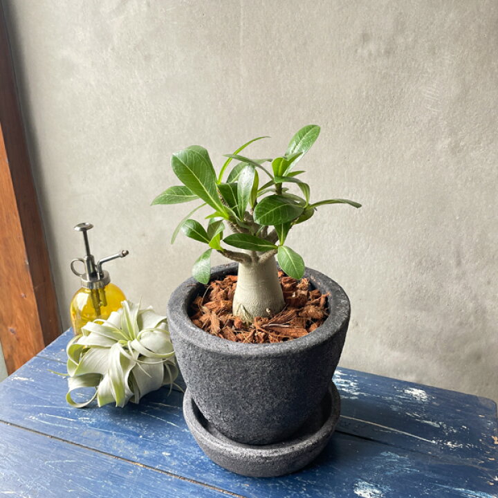 楽天市場 アデニウム アラビカム コーデックス Eggpot植え ボリューム品 塊根植物 多肉植物 観葉植物 送料無料 観葉植物のthe Green