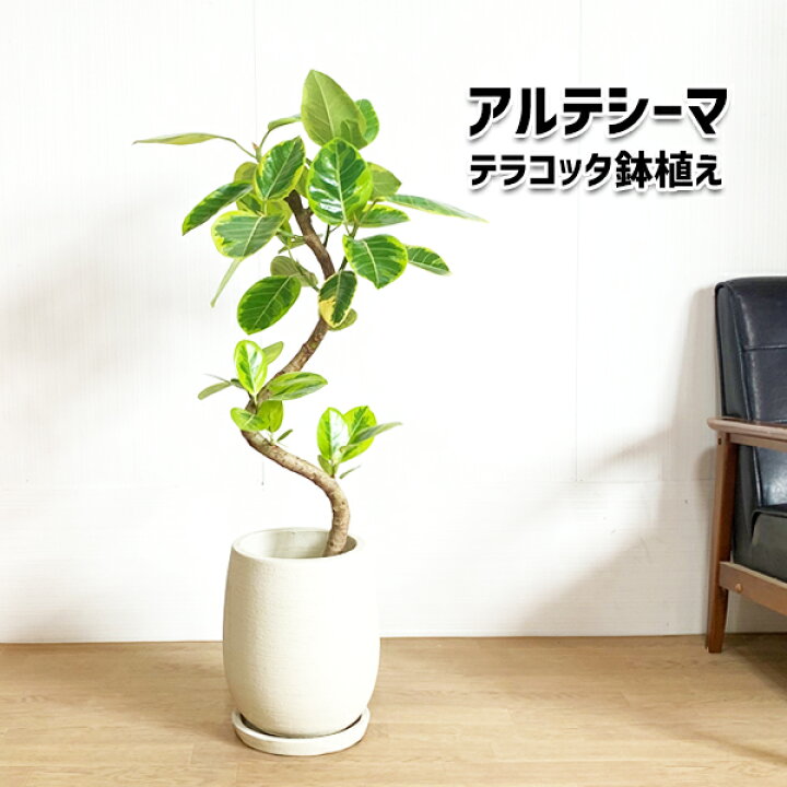 楽天市場 アルテシーマ 陶器テラコッタ鉢植え 丸型 アイボリー 送料無料 観葉植物 中型 大型 インテリア フィカス アルテシマ 花 ガーデン Diy 観葉植物 インテリア 観葉植物のthe Green