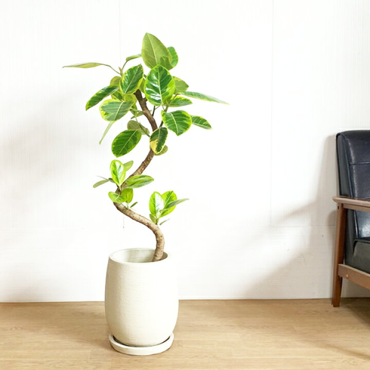 楽天市場 アルテシーマ 陶器テラコッタ鉢植え 丸型 アイボリー 送料無料 観葉植物 中型 大型 インテリア フィカス アルテシマ 花 ガーデン Diy 観葉植物 インテリア 観葉植物のthe Green