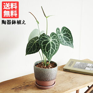 AXE NlrE 픫A c[gJ[  ϗtA AX[  ^  K[f DIY  ϗtA CeA