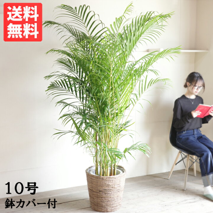 楽天市場】観葉植物 大型 法人宛送料無料 アレカヤシ ヤシの木 バナナ 