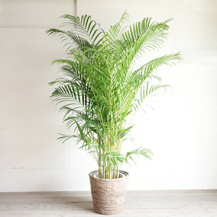楽天市場】観葉植物 大型 法人宛送料無料 アレカヤシ ヤシの木 バナナ 