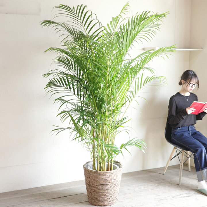 楽天市場】観葉植物 大型 法人宛送料無料 アレカヤシ ヤシの木 バナナ  