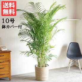 観葉植物 大型 法人宛送料無料 アレカヤシ ヤシの木 ナチュラル鉢カバー付 大サイズ 大鉢 10号鉢 ヤシ 花 ガーデン DIY インテリア