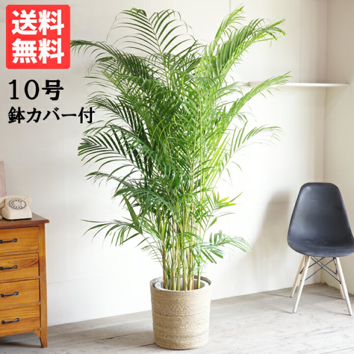 楽天市場 法人宛送料無料 アレカヤシ ヤシの木 ナチュラル鉢カバー付 大サイズ 大鉢 １０号鉢 観葉植物 ヤシ 大型 花 ガーデン Diy 観葉植物 インテリア 観葉植物のthe Green