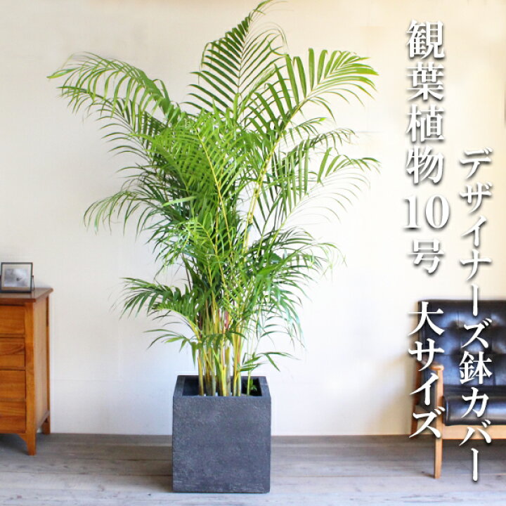 楽天市場】観葉植物 大型 アレカヤシ ヤシの木 10号 キューブ型 