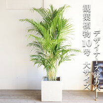 楽天市場】ヤシの木 観葉植物 大型の通販