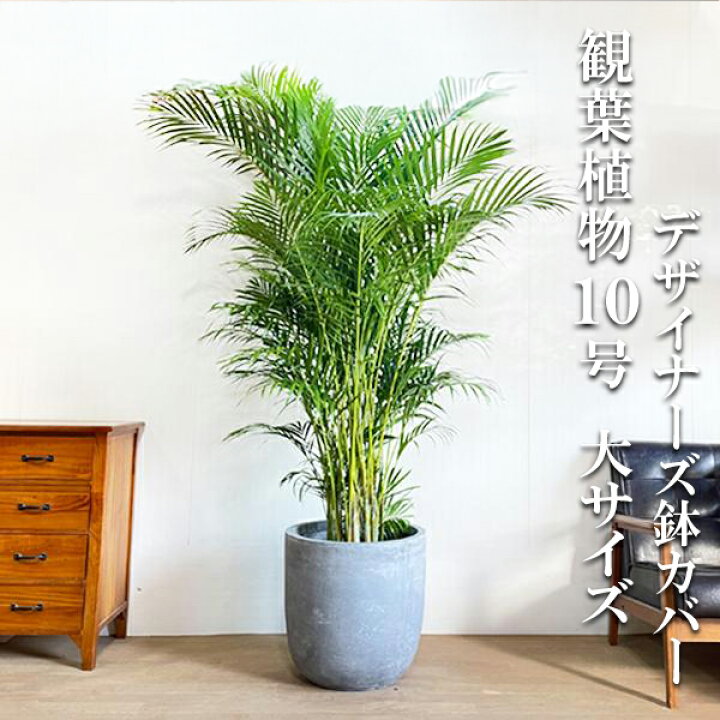 楽天市場】観葉植物 大型 アレカヤシ ヤシの木 10号 ラウンド型 