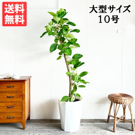 観葉植物 大型 フィカス アルテシーマ 10号 法人送料無料 フィカス アルテシマ おしゃれ 尺鉢 大鉢 10号鉢 ゴムの木 インテリア