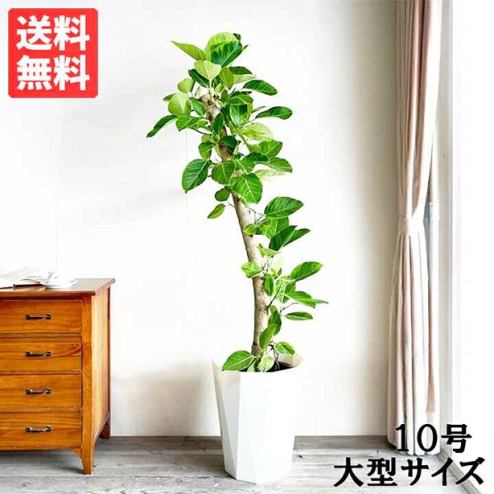 楽天市場】観葉植物 大型 フィカス アルテシーマ 10号 法人送料無料 