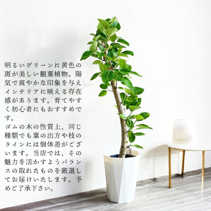 楽天市場】観葉植物 大型 フィカス アルテシーマ 朴仕立て 10号 法人 