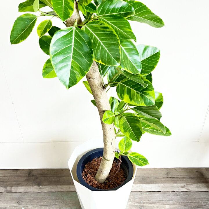 楽天市場】観葉植物 大型 フィカス アルテシーマ 10号 法人送料無料  