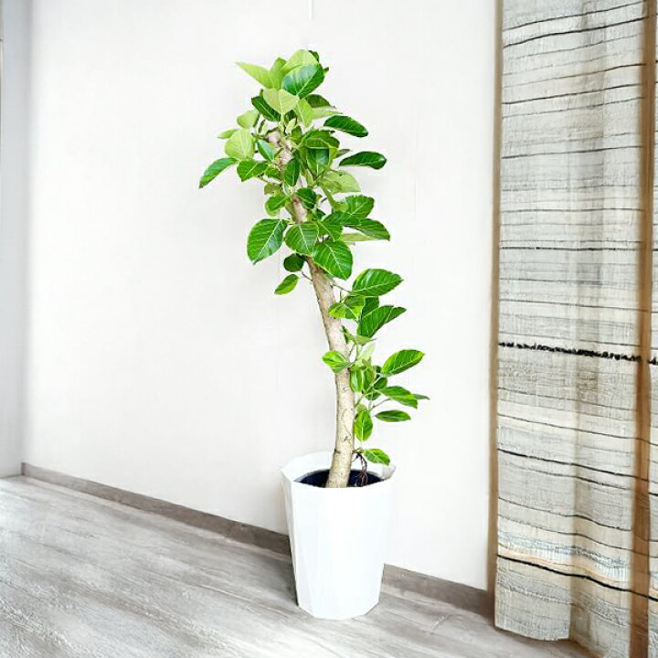 楽天市場】観葉植物 大型 フィカス アルテシーマ 10号 法人送料無料  