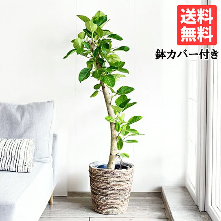 楽天市場】観葉植物 大型 フィカス アルテシーマ 10号 バナナリーフ鉢 