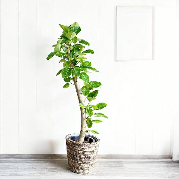 楽天市場】観葉植物 大型 フィカス アルテシーマ 10号 バナナリーフ鉢 