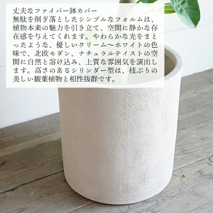 楽天市場】観葉植物 大型 フィカス アルテシーマ 朴仕立て 10号 