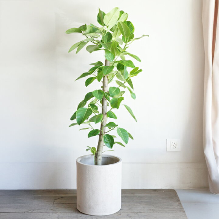 楽天市場】観葉植物 大型 フィカス アルテシーマ 朴仕立て 10号 