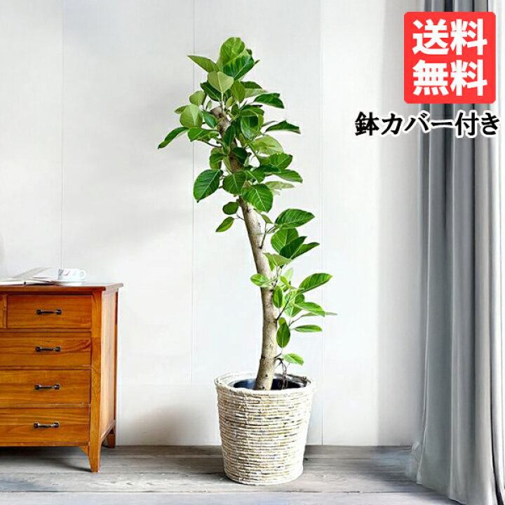 楽天市場】観葉植物 大型 フィカス アルテシーマ 10号 ナチュラル鉢  