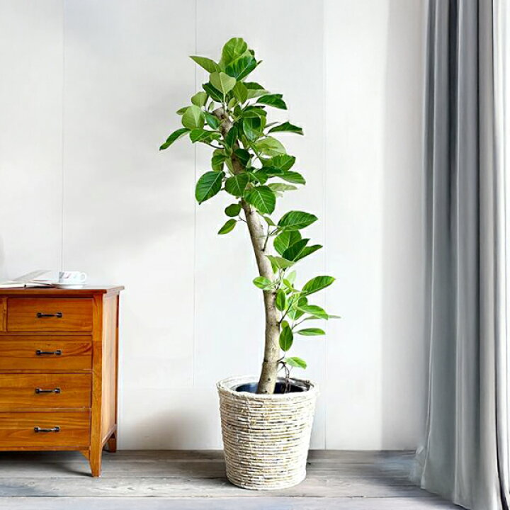 楽天市場】観葉植物 大型 フィカス アルテシーマ 朴仕立て 10号 