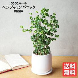 観葉植物 ベンジャミン バロック ホワイト陶器鉢植え 送料無料 鉢植え おしゃれ 中型 小型 ミニ ベンジャミン 花 ガーデン DIY 花 インテリア