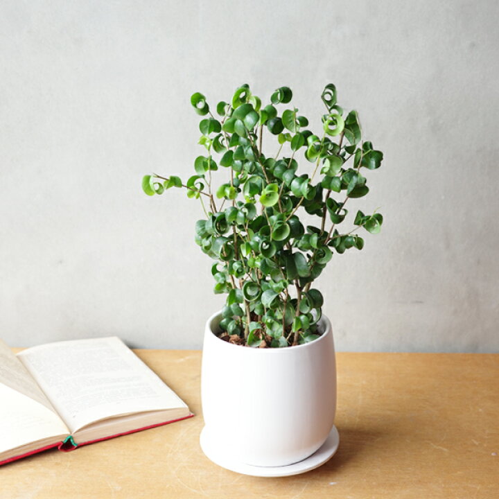 楽天市場】観葉植物 ベンジャミン バロック ホワイト陶器鉢植え 送料 