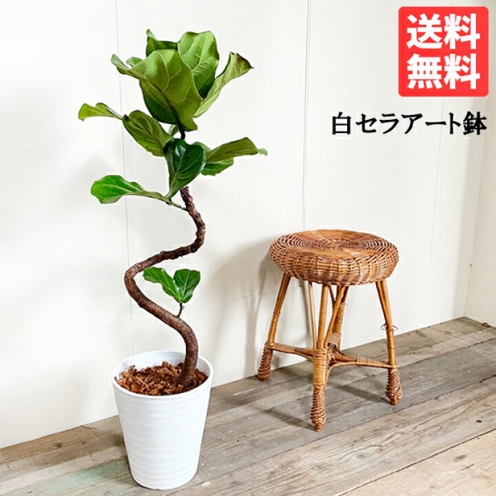 楽天市場】カシワバゴム バンビーノ カシワバゴムの木 ループ仕立て 