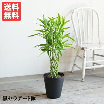 楽天市場】レア 希少（種類（植物）ドラセナ（幸福の木））（観葉植物