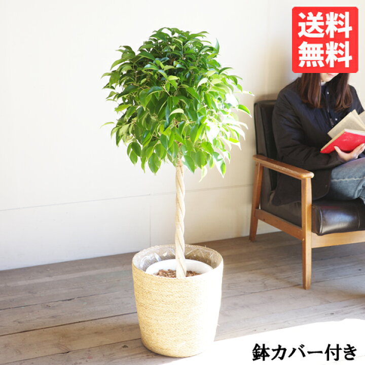 楽天市場 ベンジャミン 8号 ナチュラル鉢カバー付 送料無料 フィカス ベンジャミナ 観葉植物 おしゃれ 中型 大型 フィカス ゴムの木 花 ガーデン Diy 観葉植物 インテリア 観葉植物のthe Green