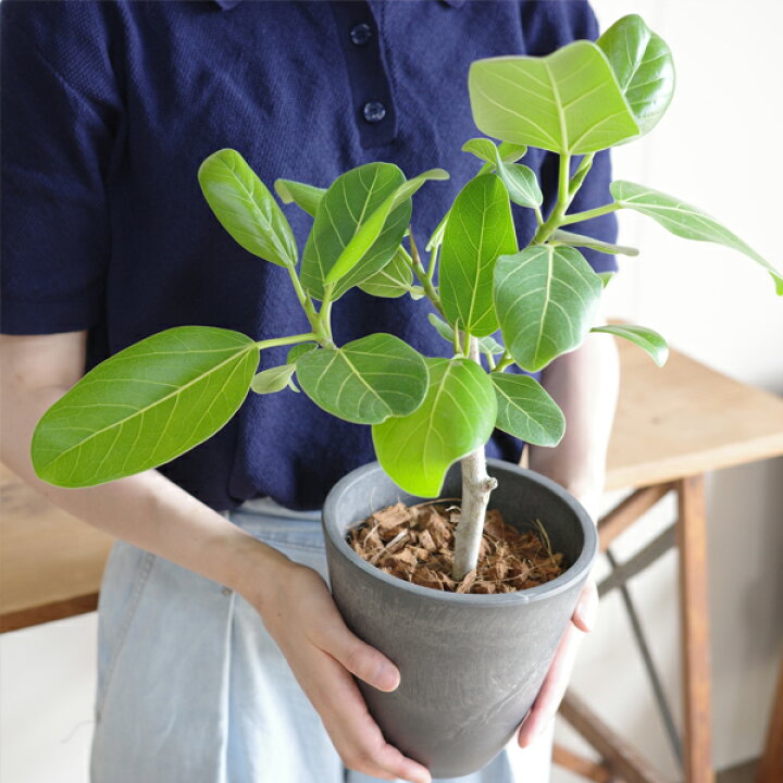 観葉植物 フィカスベンガレンシス① ゴムの木 50センチ
