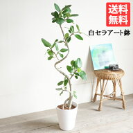 フィカス ベンガレンシス 大きめ ベンガルゴムの木 ホワイト セラアート鉢 送料無料 観葉植物 おしゃれ …