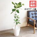 フィカス ベンガレンシス S字仕立て ベンガルゴムの木 ホワイト セラアート鉢植え 8号 送料無料 観葉植物 おしゃれ 中型 大型 フィカス ゴムの木 花 ガーデン DIY 花 観葉植物 観葉植物 インテリア
