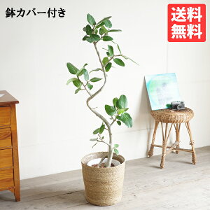 tBJX xKVX 炩t tBJXxKVX xKS̖  ^ ^ CeA  lC yV ʔ Mtg v[g