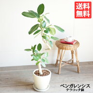 フィカス ベンガレンシス アイボリーテラコッタ鉢植え 送料無料 観葉植物 おしゃれ 中型 大型 フィカス …
