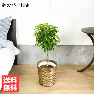 xW~ 6 Jo[t  tBJX xW~i ϗtA  CeA^ ^ tBJX S̖