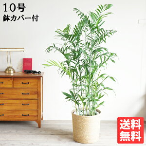 ϗtA ^ `hA ZtW[ Zt[W 10 炩t @ll  ڔ 唫 10 TCY@傫TCY CeA K[W Ct