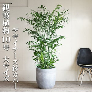 ϗtA ^ `hA Eh^ fUCi[Y Jo[t AbVO[ ZtW[ V̖ 10 @ll  ڔ 唫 10 TCY CeA