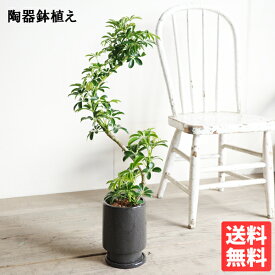 シェフレラ コンパクタ 観葉植物 S字 リッチブラック 陶器鉢植え 中型 丈夫 育てやすい 送料無料