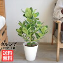クルシア ロゼア プリンセス 白色セラアート鉢植え 観葉植物 送料無料 中型 クルーシャ