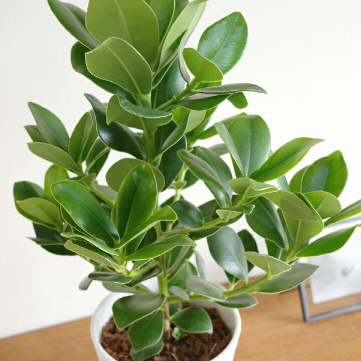 楽天市場】クルシア ロゼア プリンセス 白色セラアート鉢植え 観葉植物 