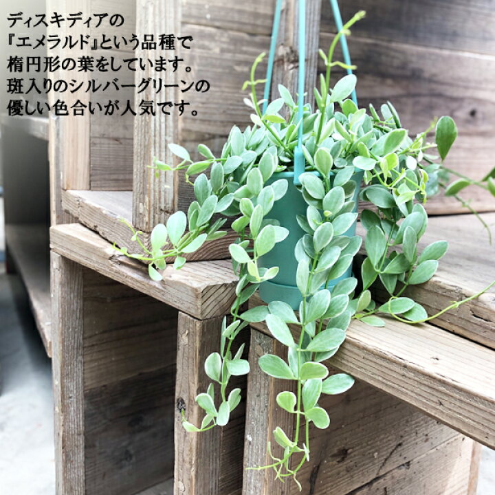 楽天市場 ディスキディア エメラルド 斑入り Dischidia 吊り鉢 ハンギング 吊り下げ 観葉植物 吊る つる 観葉植物のthe Green 楽天市場 ディスキディア エメラルド 斑入り Dischidia 吊り鉢 ハンギング 吊り下げ 観葉植物 吊る つる 観葉植物のthe Green