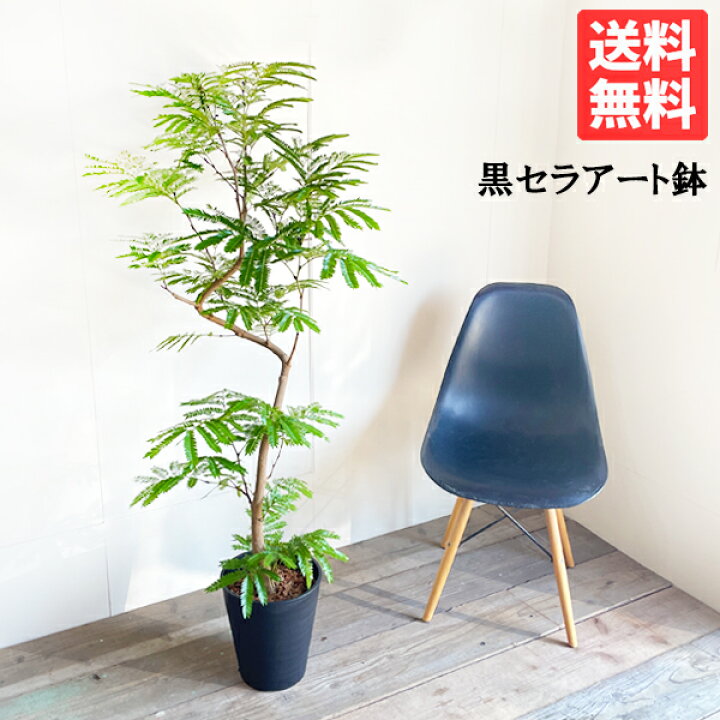 楽天市場 エバーフレッシュ ループ樹形 ブラックセラアート鉢植え 観葉植物 送料無料 大型 ネムノキ ねむの木 花 ガーデン Diy 花 観葉植物 インテリア 観葉植物のthe Green