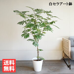 Go[tbV zCgZA[gA ϗtA  ^ lmL ˂ނ̖  K[f DIY  ϗtA CeA